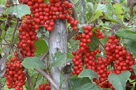 food_picture