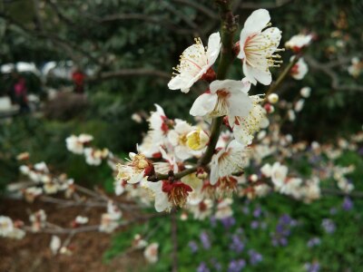 南京明孝陵好玩吗?(已解决)