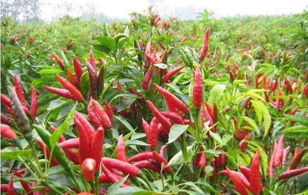 【柘城县图片】柘城县风景图片