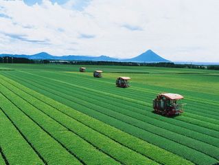 日本茶园