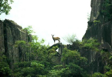 观赏生物景观