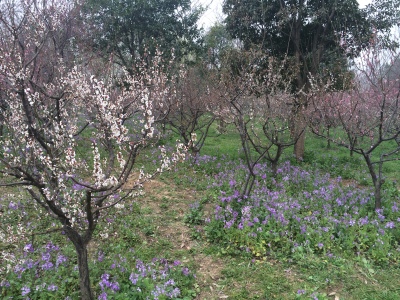 南京明孝陵好玩吗?(已解决)