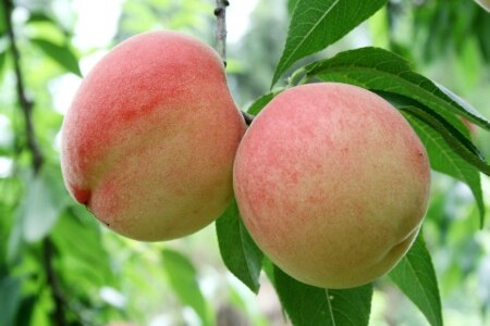 food_picture