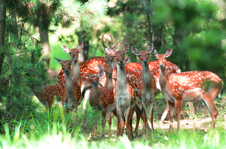 威海刘公岛景区简介_介绍_威海刘公岛景区旅