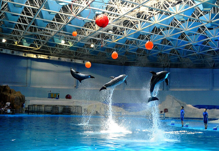 青岛青岛极地海洋世界简介_介绍_青岛青岛极