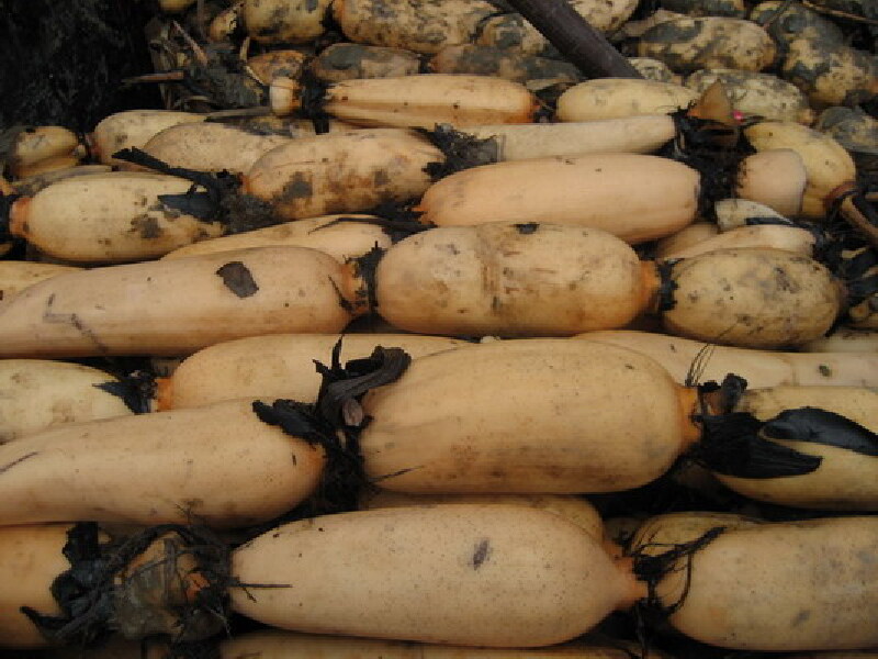 【新垦莲藕】价格_专卖店_哪里买