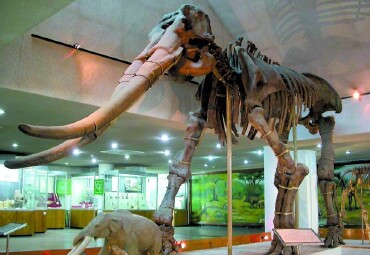 20世纪最惊人的古生物发现有哪些