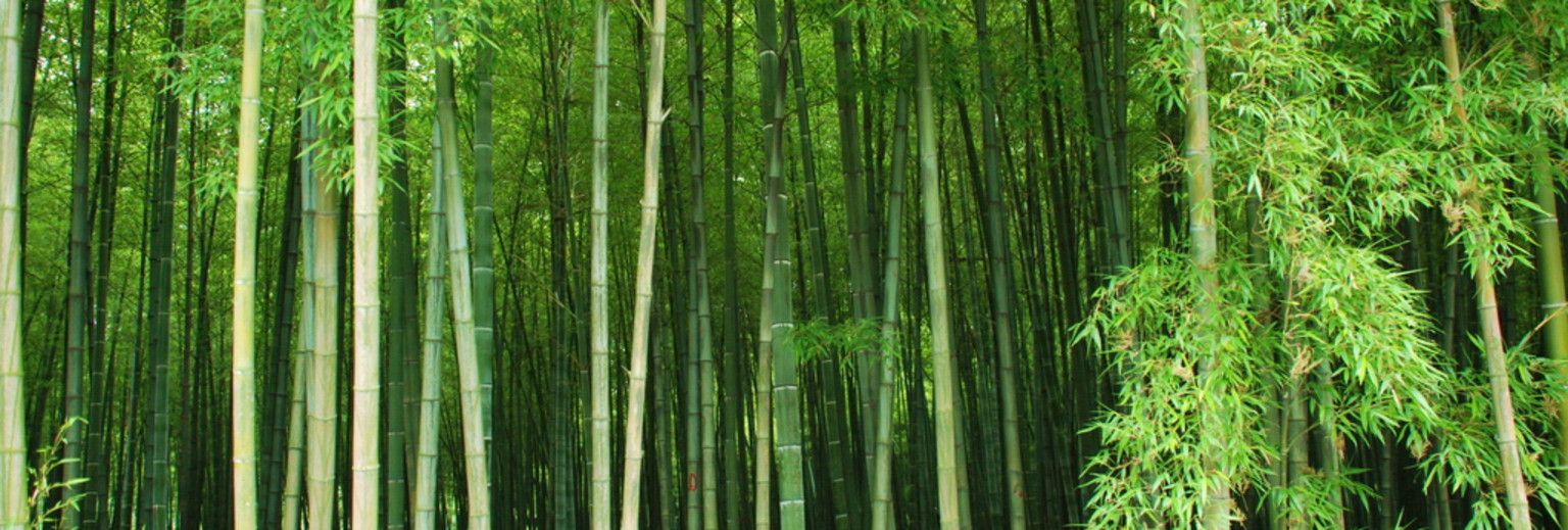龙山生态植物园竹林