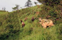 与野生动物亲密互动