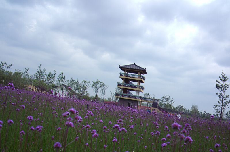 杭州湾海上花田景区旅游