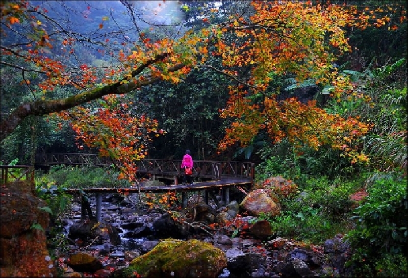 商洛木王国家森林公园简介_介绍_商洛木王国家森林公园旅游简介_旅游介绍_途牛