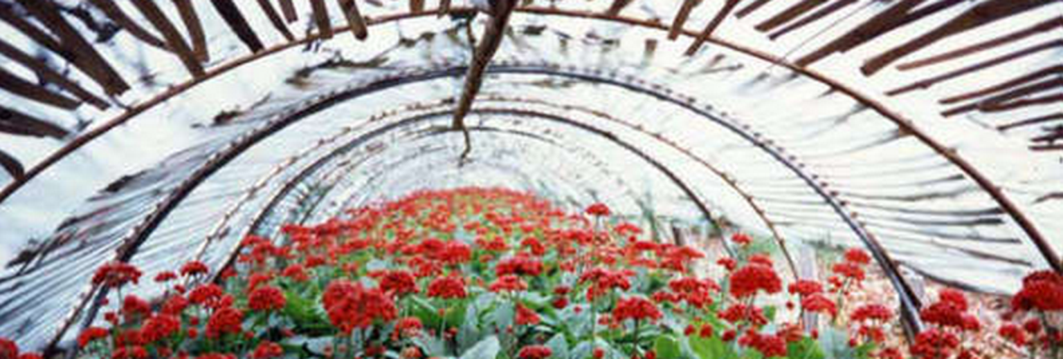 温室红花
