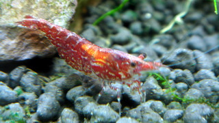 樱花虾