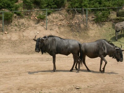 【八达岭野生动物园门票价格_2013北京八达岭