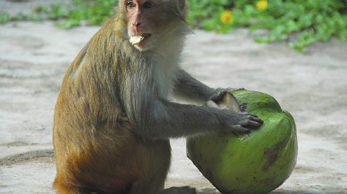 <海口-分界洲岛-南湾猴岛-文笔峰-三亚6日游