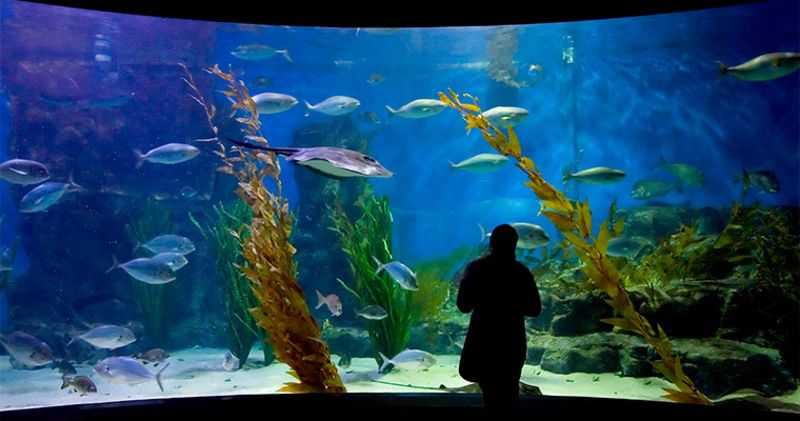 墨尔本海洋生物水族馆