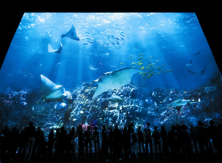 香港海洋公园_深圳市康辉旅行社