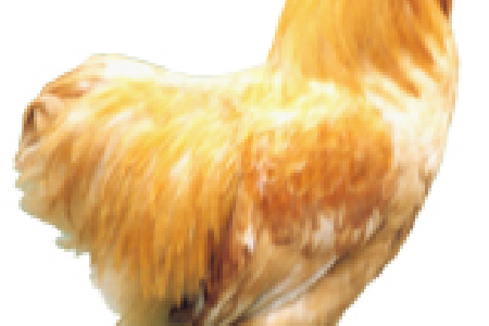 food_picture
