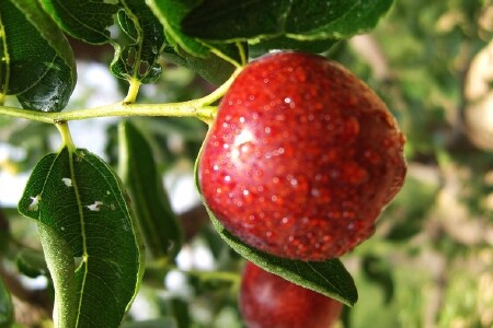 food_picture