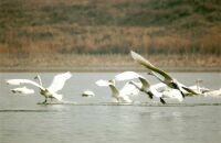 参观白天鹅湿地自然保护区