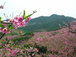 最佳旅游时间桃花山风景区内的桃花寺每年三月初三,六月初六,九月初九