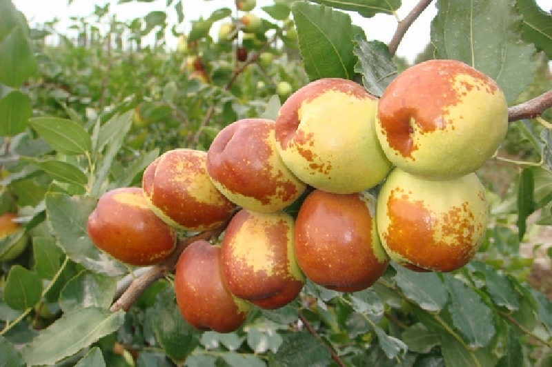 【临猗梨枣】价格_专卖店_哪里买