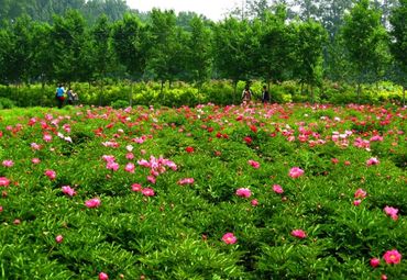 北京旅游 海淀旅游 中国药用植物园图片   中国药用植物园周边景点