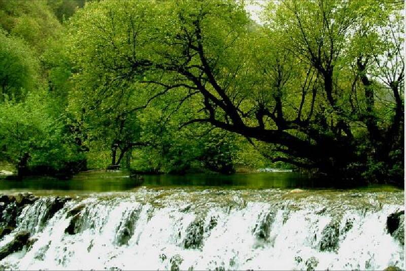 商洛木王国家森林公园简介_介绍_商洛木王国