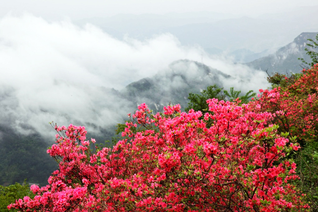  轿子雪山欢乐1日游>夏赏花,冬看雪,亲子游,家庭游