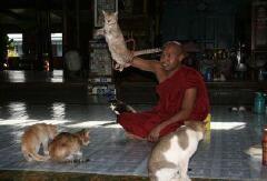 跳猫寺 景点模块