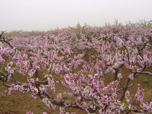 【深州市图片】深州市风景图片