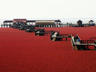 盘锦红海滩码头