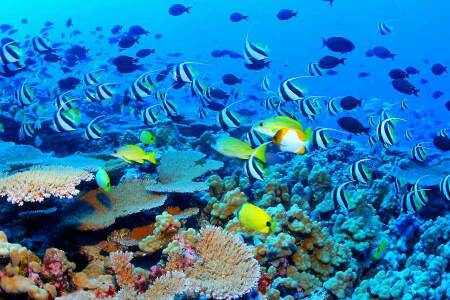 <澳大利亚+凯恩斯+墨尔本+新西兰南北岛14日游>联运进2店/蓝山/大洋路/可伦宾爱歌顿/直升机/大堡礁/皇后号晚餐赠红酒/游船餐/自由活动