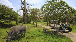 巴厘岛野生动物园观光车