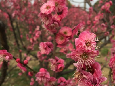 南京明孝陵好玩吗?(已解决)