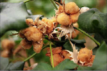 food_picture