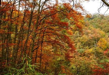 光雾山桃园景区图片