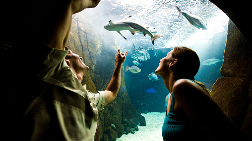 [春节] 夏威夷-欧胡岛6日游 DFS环球免税店,威