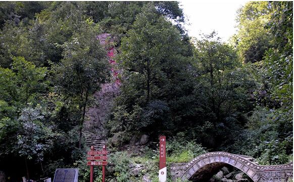 栾川红豆杉景区