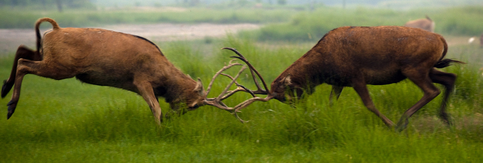 盐城大丰麋鹿国家级自然保护区