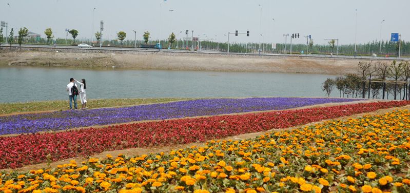 杭州湾海上花田景区