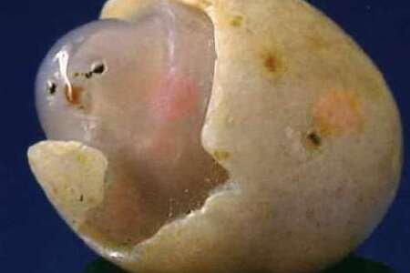 food_picture
