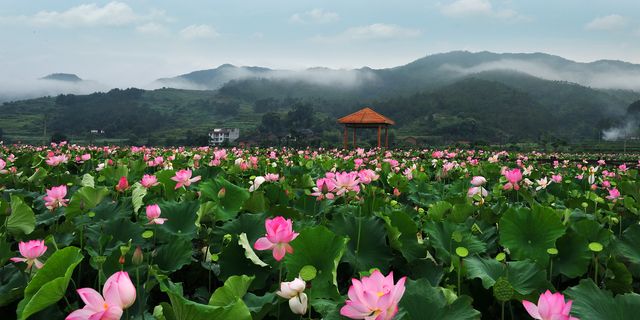 【通天寨景区图片】石城县风景图片_旅游景点照片_途牛