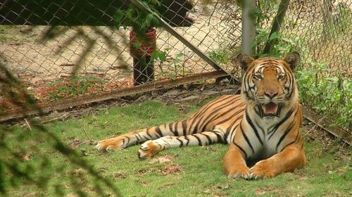 在八达岭长城脚下,中国最大的山地野生动物园,也是一家依山而建的大型