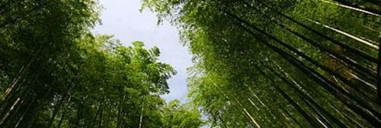 竹种园
