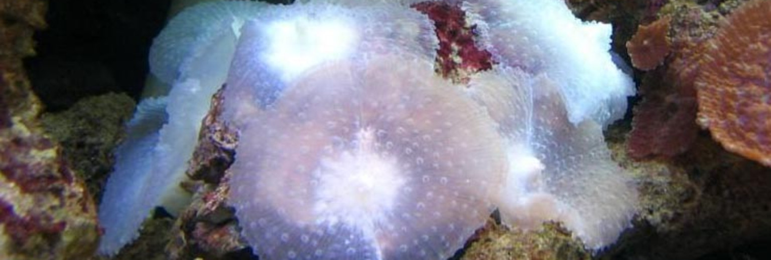 长沙海底世界海葵