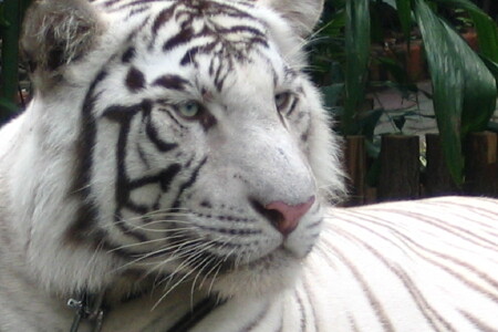 [高铁] 广州3日自助游 高铁往返,1晚市中心+1晚