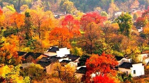  古徽州之西递-齐云山-塔川秋色-蓝田赏菊2日游>观世界遗产 品养生之