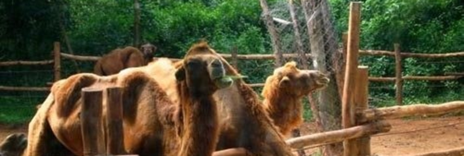 东山湖野生动物园骆驼