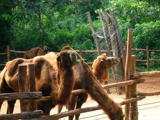  威海-石岛赤山大佛-神雕山动物园-隆霞湖大巴2日游>与野生动物亲密